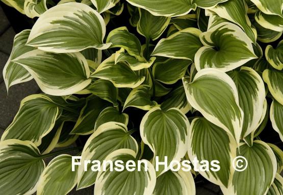 Hosta Emily Dickinson